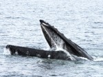 ballena-jorobada-2-j-acevedo-biomarina-umag