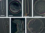 Diatomeas antárticas - Tesis Bárbara Montecinos - Biología Marina UMAG 2024