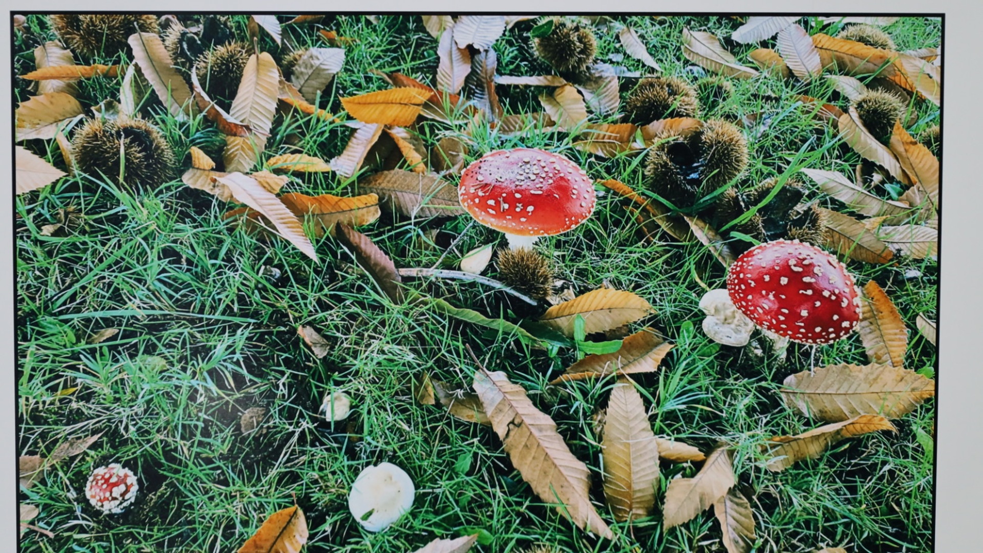 “Hongos del Fin del Mundo: un pequeño gran reino”: exposición de niños y niñas que revela el mundo fungi de Puerto Williams