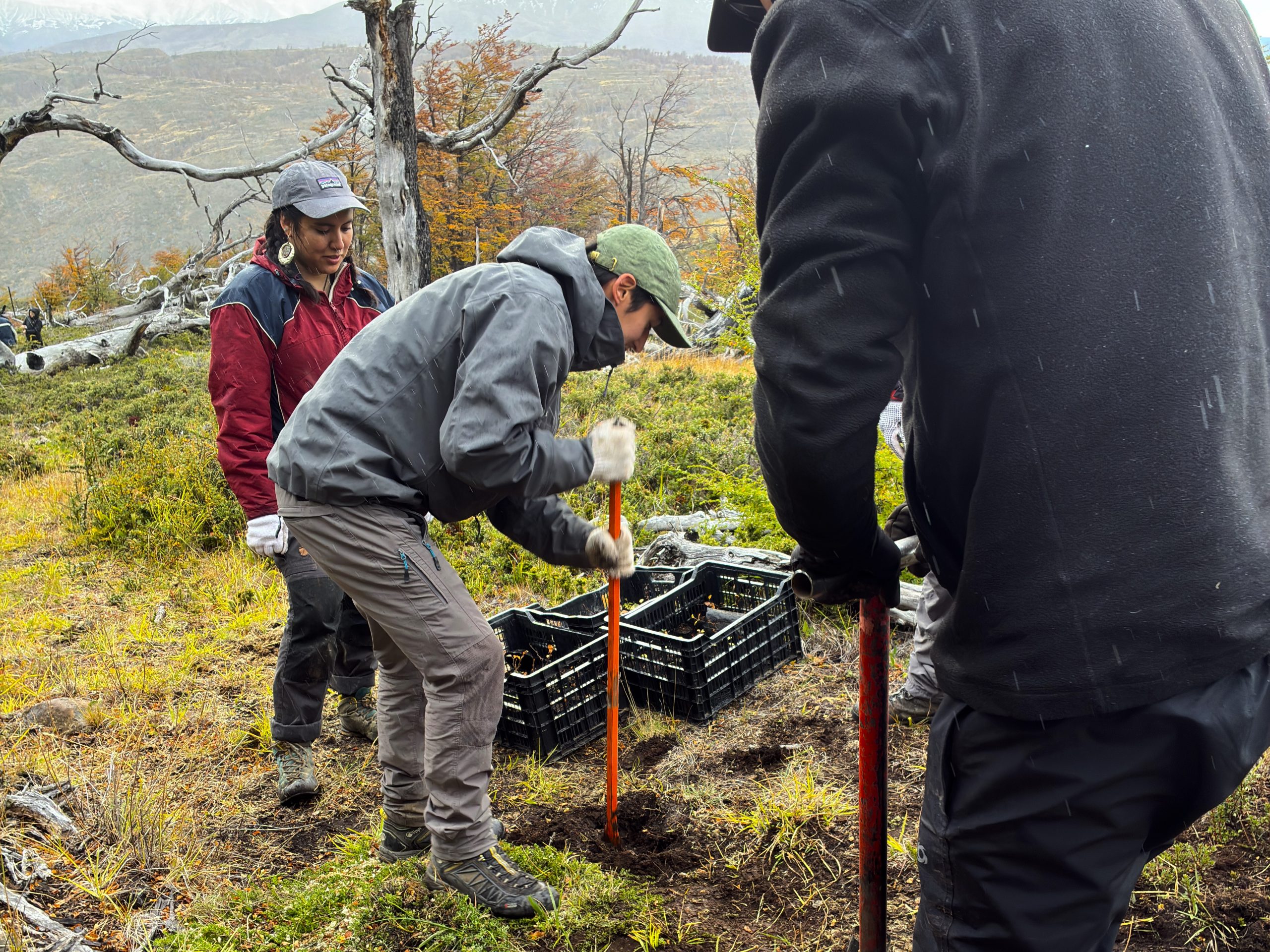 Estudiantes de Turismo Sostenible plantan 1.000 árboles para reforestar entorno de Torres del Paine