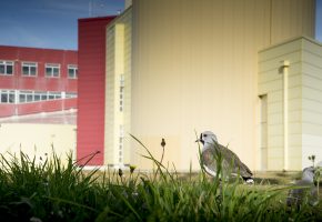 “El queltehue invisible”: estudiante de postgrado llama a proteger la biodiversidad urbana de Punta Arenas