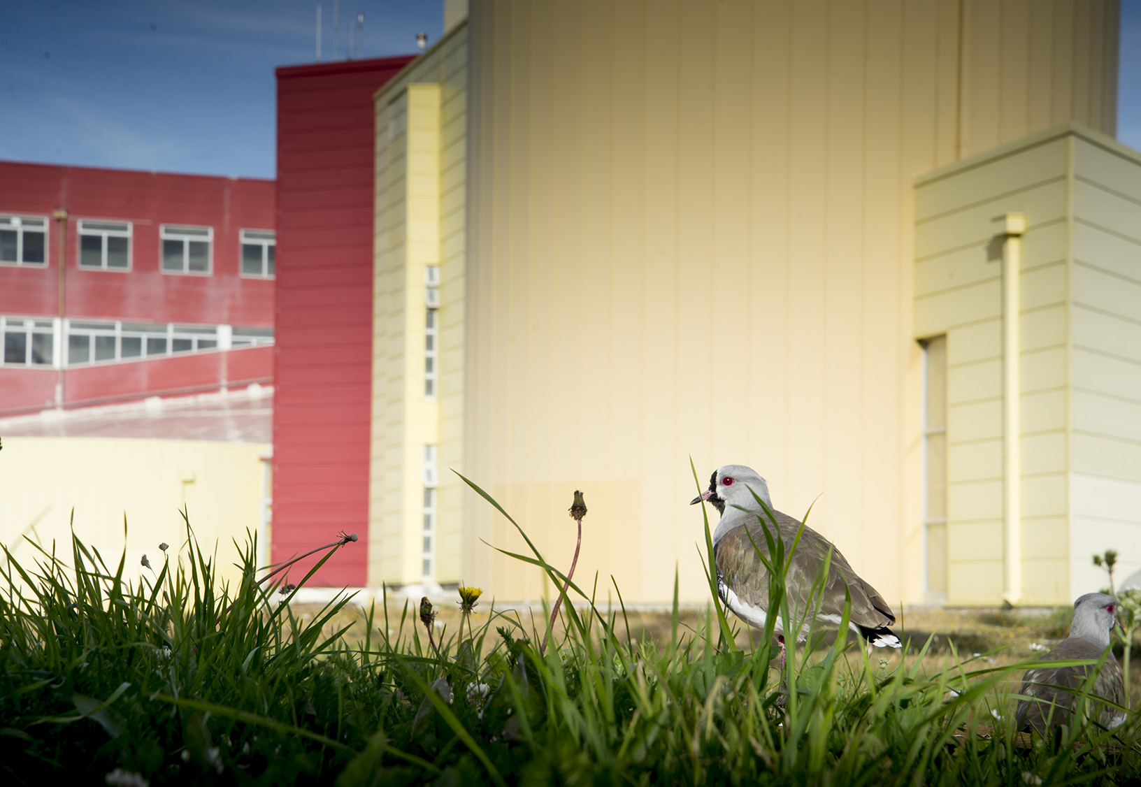 “El queltehue invisible”: estudiante de postgrado llama a proteger la biodiversidad urbana de Punta Arenas
